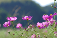 秋桜