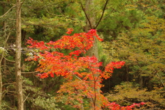 紅葉狩り２０２１