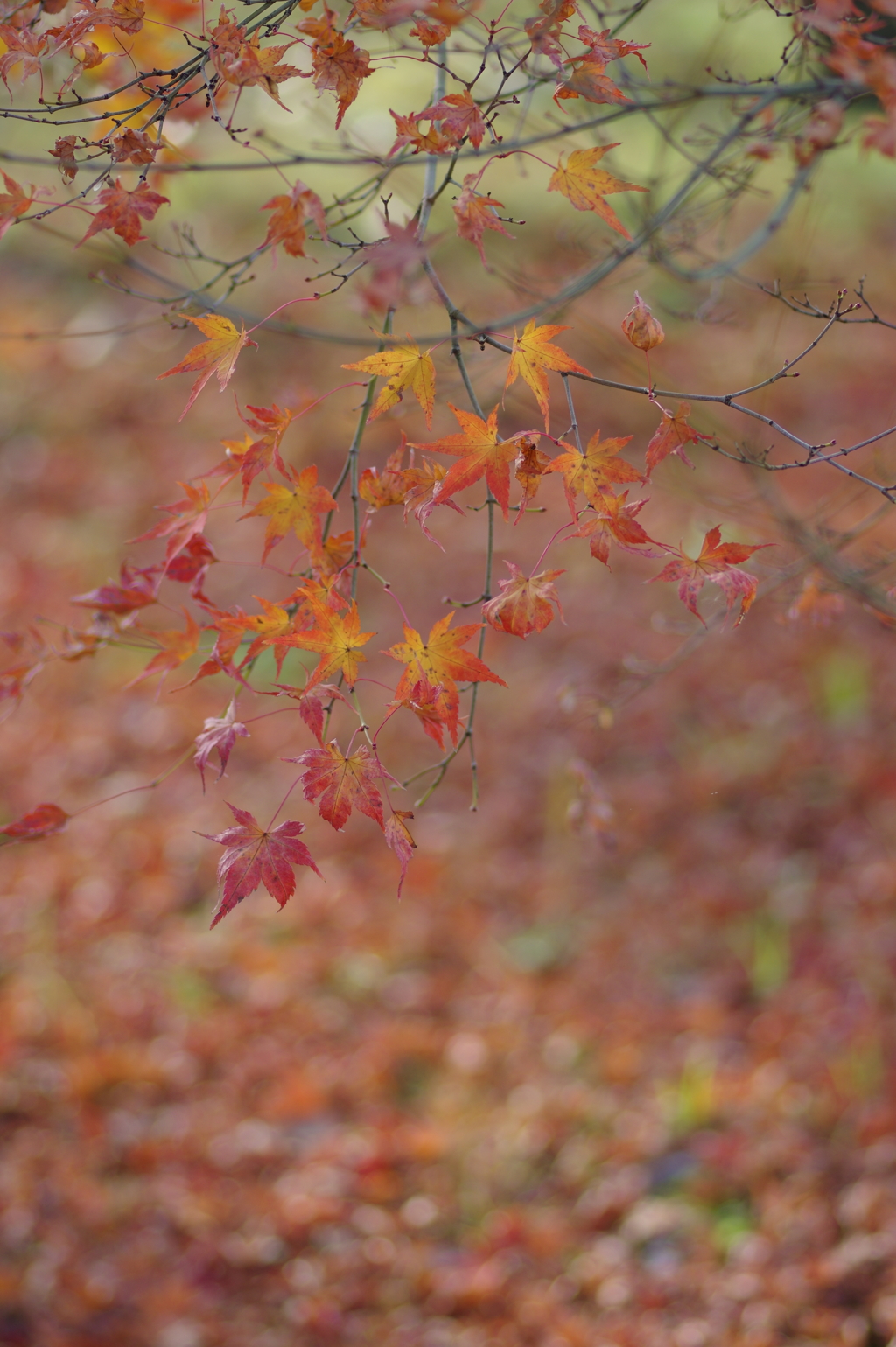 伊藤公記念公園の紅葉