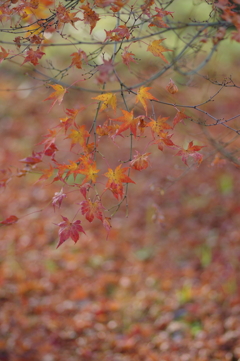 伊藤公記念公園の紅葉
