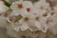 雨上がりお花見2021