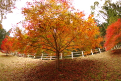 紅葉狩り２０２１