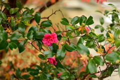 夫婦で紅葉狩り