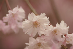 サクラサク別日