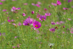 秋桜