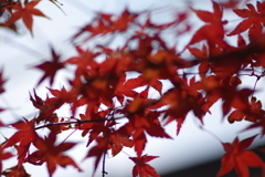 ようやく色づいた庭紅葉