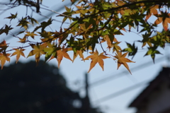庭にある紅葉
