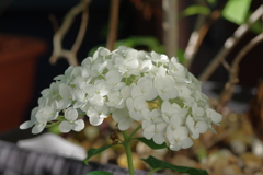 実家庭の紫陽花別日
