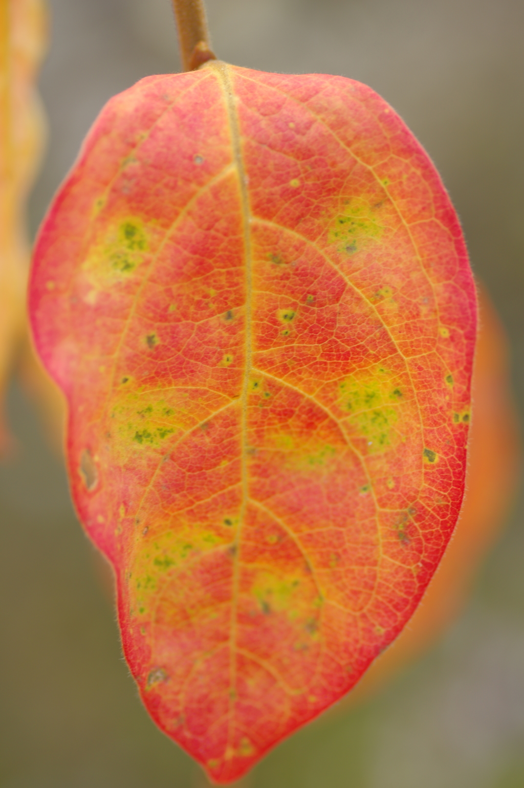 カメラ２台を抱えて紅葉終わり