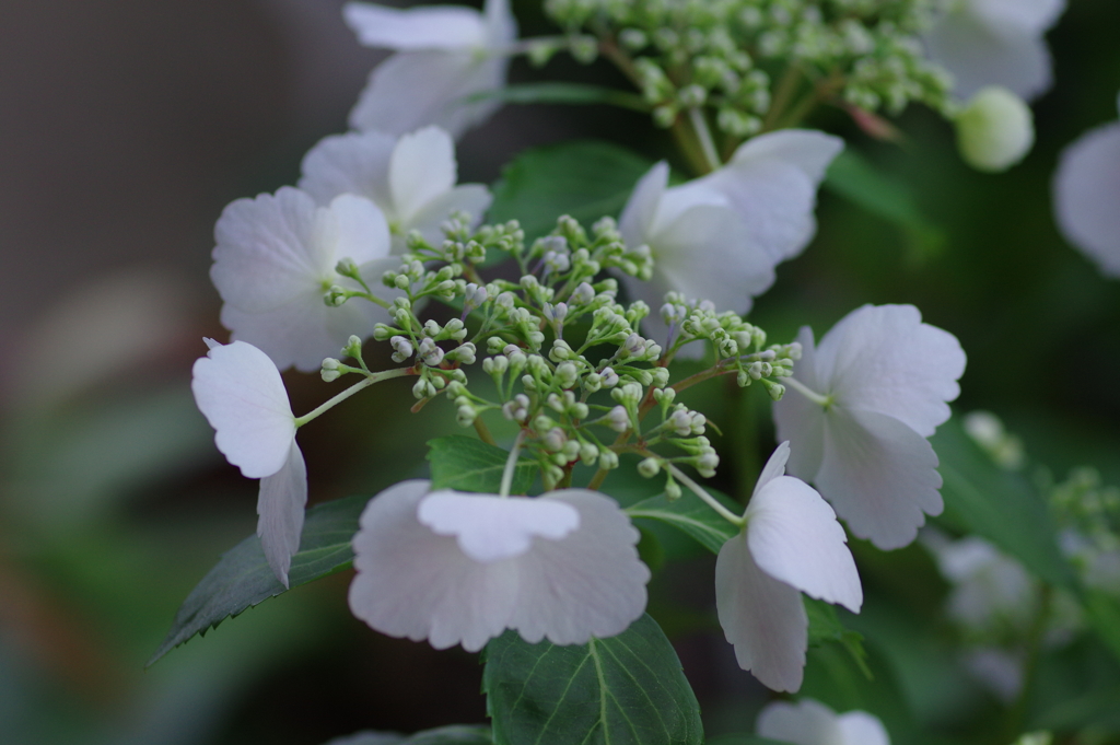 庭紫陽花