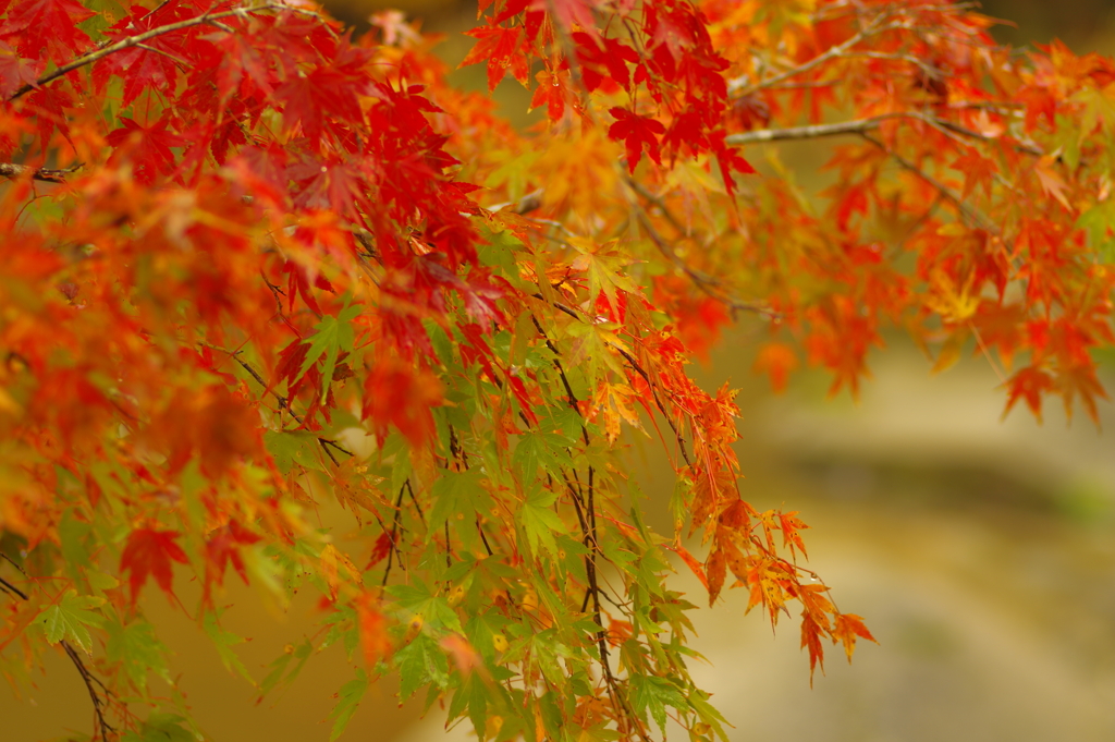 夫婦で紅葉狩り