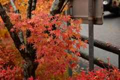 夫婦で紅葉狩り