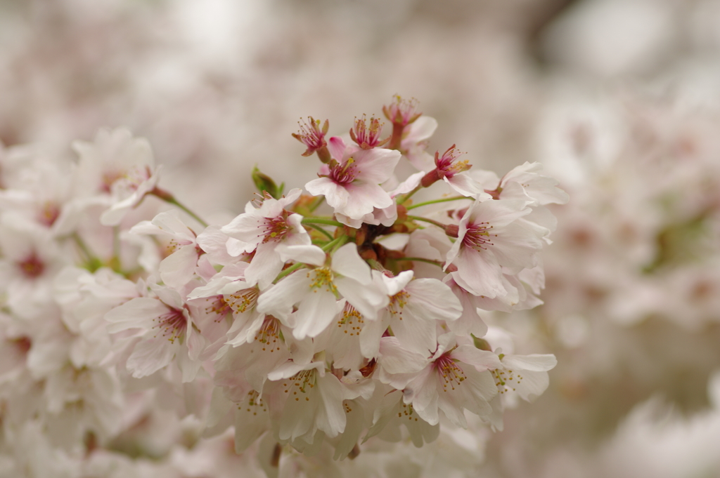 雨上がりお花見2021