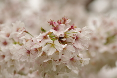 雨上がりお花見2021