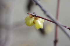 蝋梅もマクロで