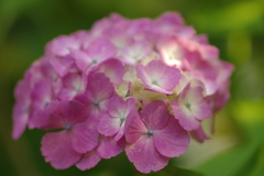 庭紫陽花