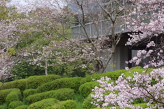 続花見は写真で