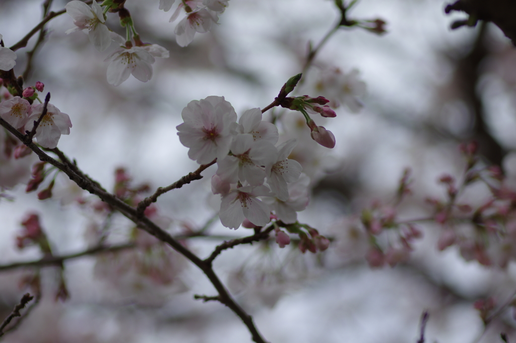 子供を抱えながらの花見