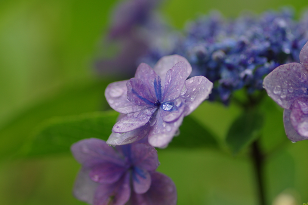 雨上がり紫陽花