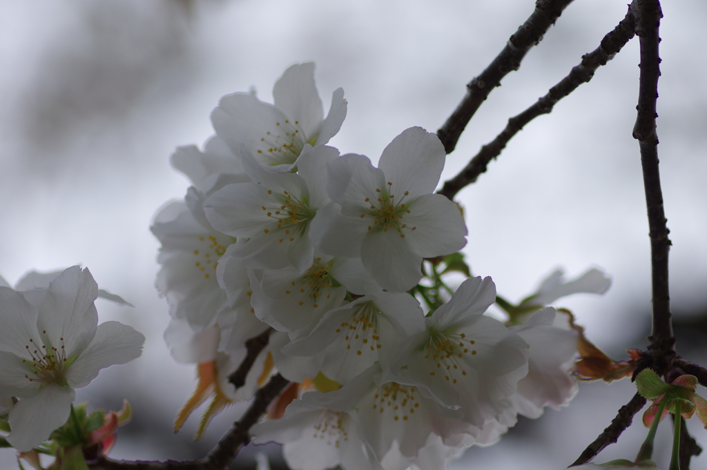 子供を抱えながらの花見