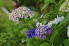 庭紫陽花