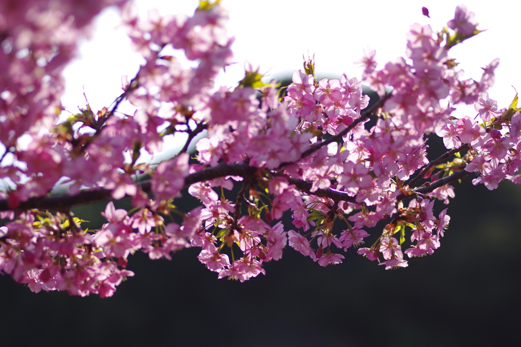 河津桜2021