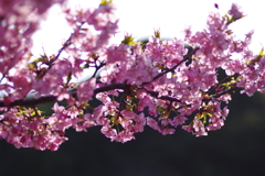 河津桜2021