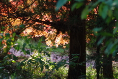 伊藤公記念公園の紅葉
