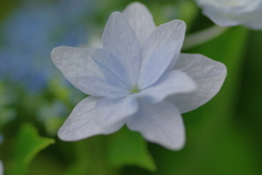 実家庭の紫陽花