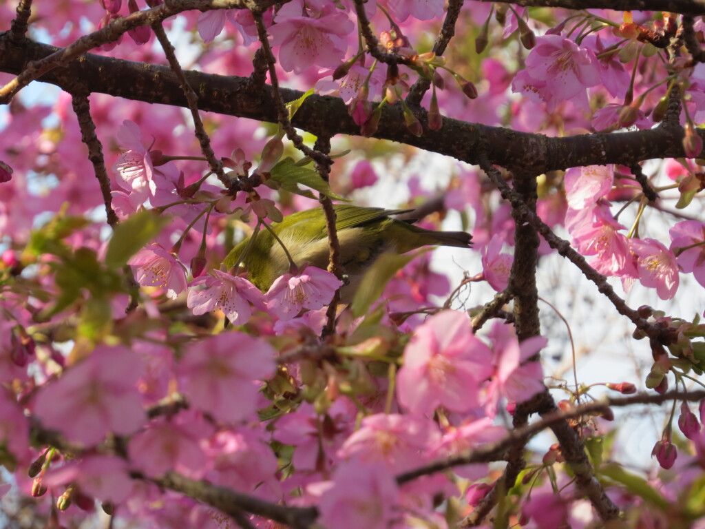 河津桜とメジロ