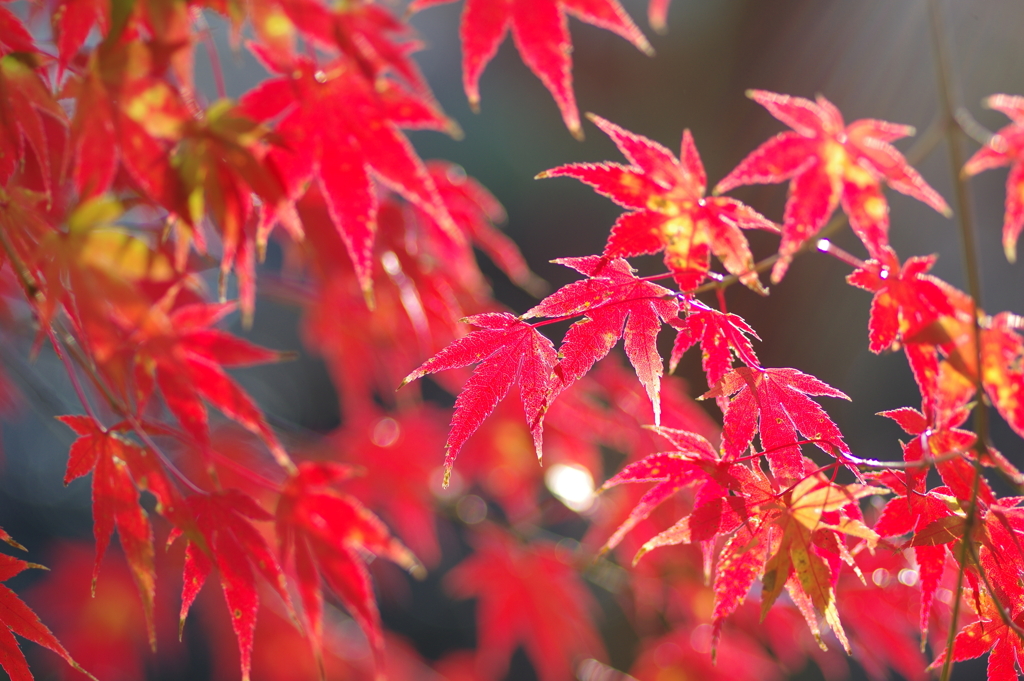 伊藤公記念公園の紅葉