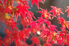 伊藤公記念公園の紅葉