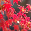 伊藤公記念公園の紅葉