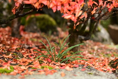 夫婦で紅葉狩り