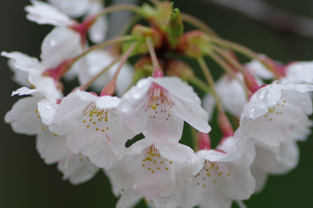 雨上がり一人でお花見