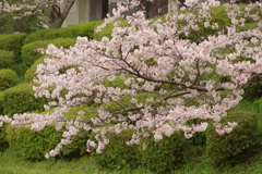 雨上がりお花見2021