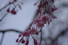 雨上がり一人でお花見