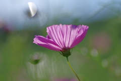 秋桜