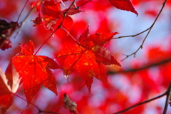 伊藤公記念公園の紅葉