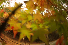 紅葉狩り２０２１