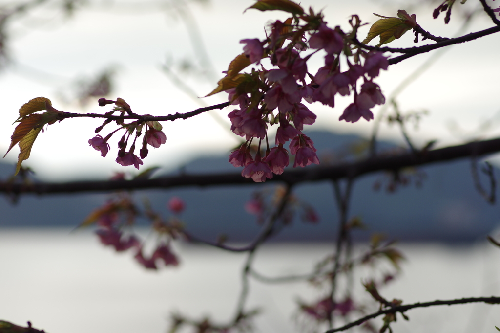 家族で河津桜