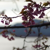 家族で河津桜