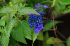 庭紫陽花