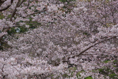 続花見は写真で