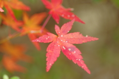 カメラ２台を抱えて紅葉終わり