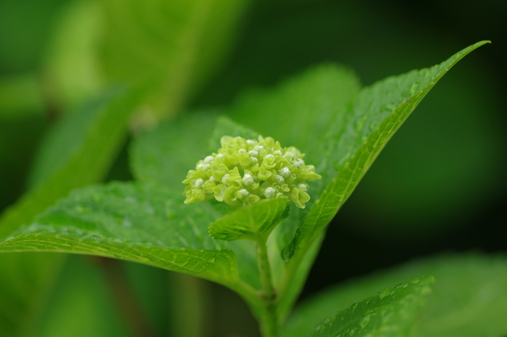 梅雨入りと紫陽花