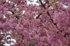 家族で河津桜