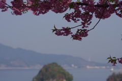 河津桜と海