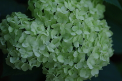 庭紫陽花
