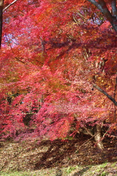 伊藤公記念公園の紅葉